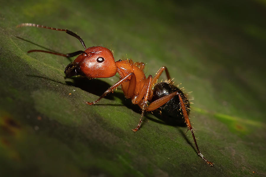The Carpenter Ant Photograph by Mark Andrew Thomas