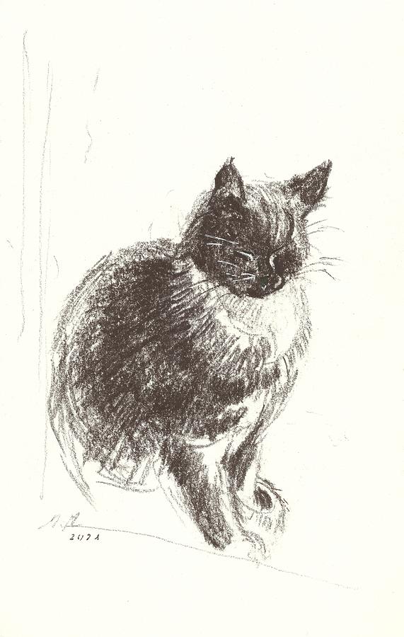 The cat Drawing by Monika Malinowska - Fine Art America