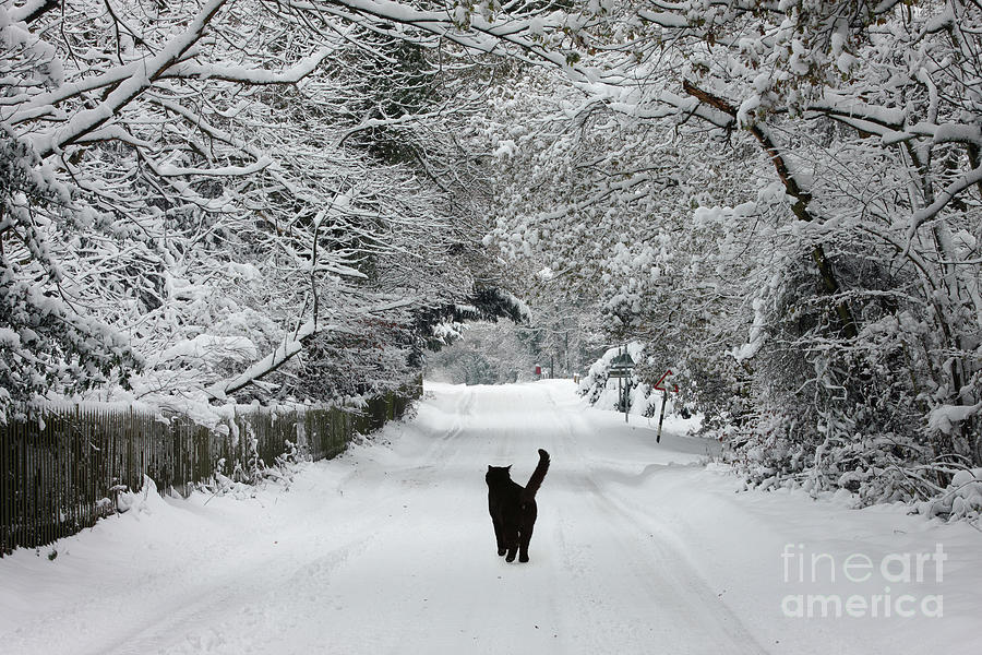 The cat that walked by himself Photograph by Warren Photographic