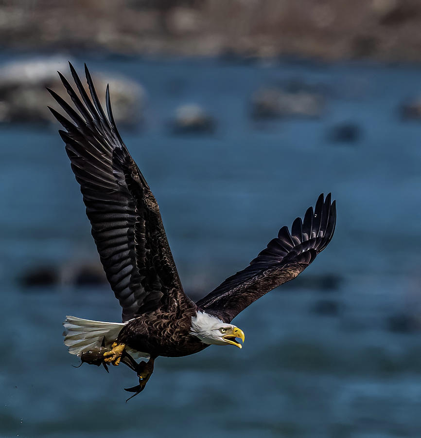 The Catch Photograph by Brian Shoemaker - Fine Art America