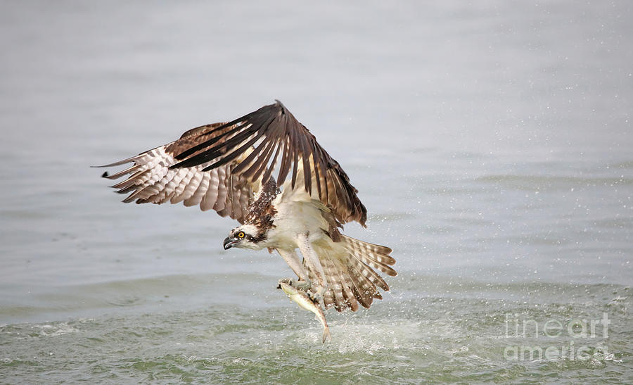 Osprey Photograph - The catch by Elizabeth Winter