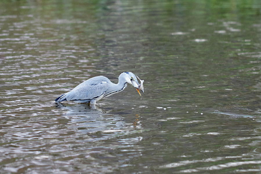 The catch still kicking. Grey heron Photograph by Jouko Lehto