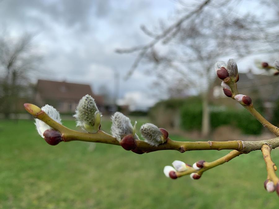 The Catkins are Blooming Photograph by Lieve Snellings