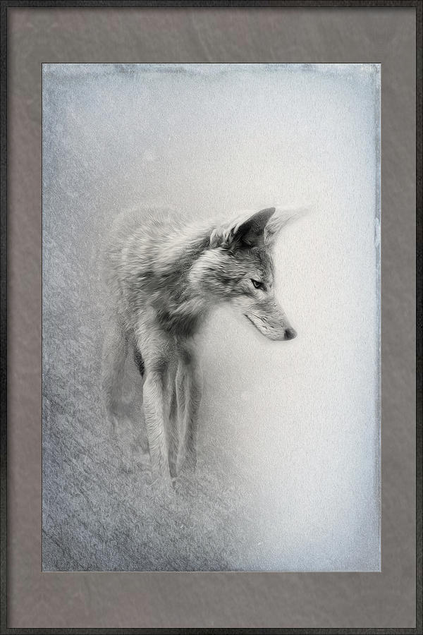The Coyote Portrait Photograph
