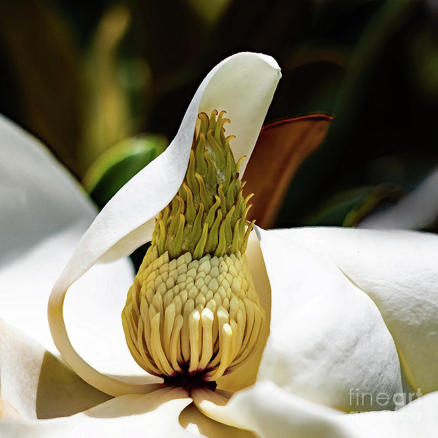 The Center of the Magnolia Blossom Photograph by Neala McCarten
