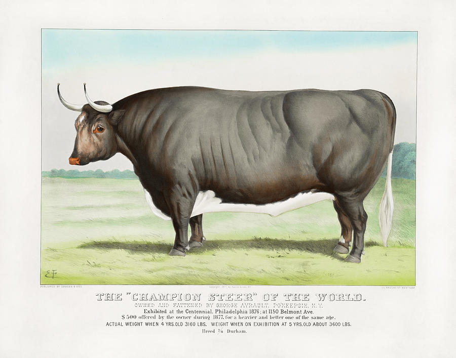The Champion Steer Of The World - Pokeepsie NY - 1876 Mixed Media by War Is Hell Store