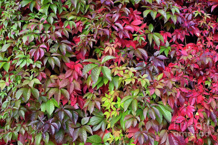 The Changing Colours of the Virginia Creeper in Autumn Photograph by Tim Gainey