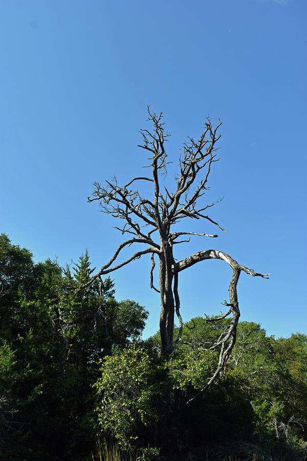 The Character of a Dead Tree Photograph by Roberta Byram