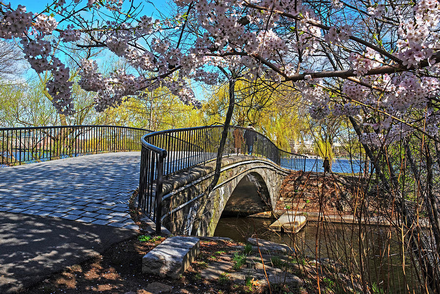 The Charles River Bridge through the Cherry Blossom Trees Boston Massachusetts. Boston Esplanade Photograph by Toby McGuire