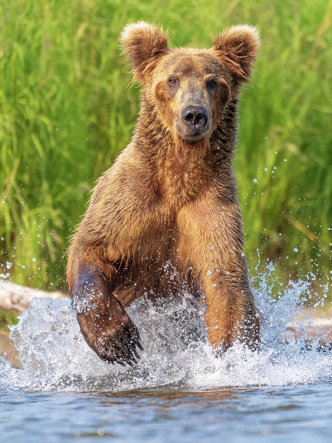 Animal Photograph - The Chase by Chad Dutson