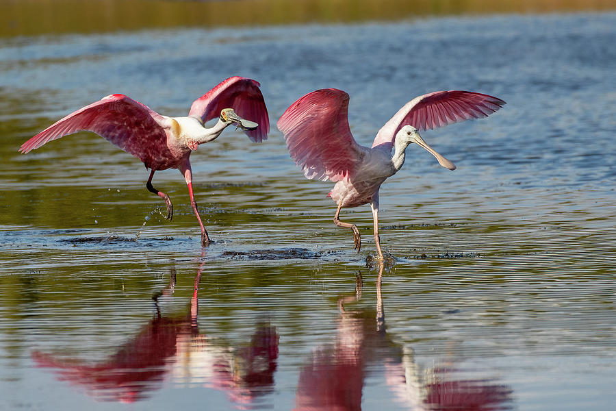 The Chase Photograph by Janelle Schroeder - Fine Art America