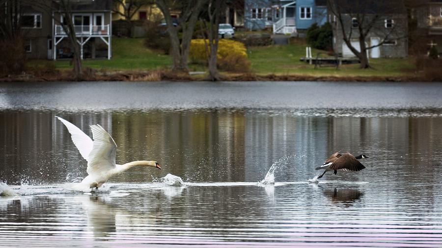 Color Photograph - The Chase by Matthew Adelman Color Photograph - The Chase by Matthew Adelman