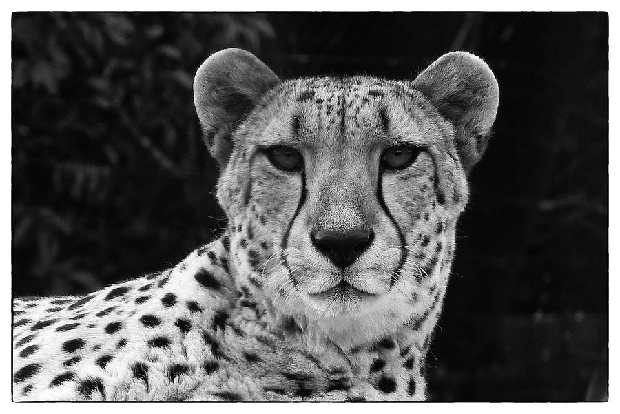 The Cheetah Photograph by Mitchell B Reibel - Pixels