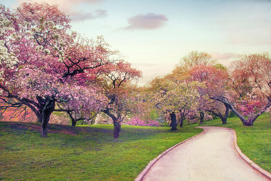 The Cherry Path Photograph by Jessica Jenney