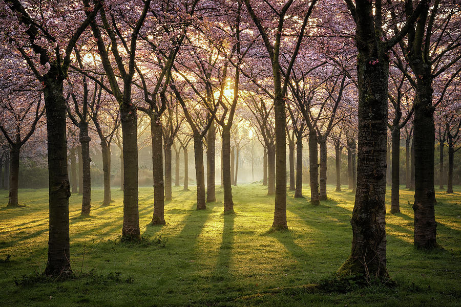 Spring Photograph - The cherry trees by Martin Podt