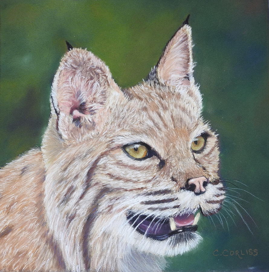 The Cheshire Bobcat Pastel by Carol Corliss