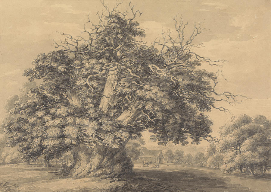The Chestnut Tree at Little Wymondley, Hertfordshire Drawing by Thomas Hearne