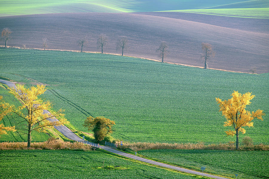 The Chestnuts way, Moravia 13 Photograph by Dubi Roman