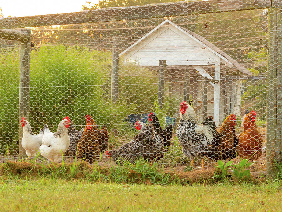 The Chicken Coop Photograph by Donna Twiford