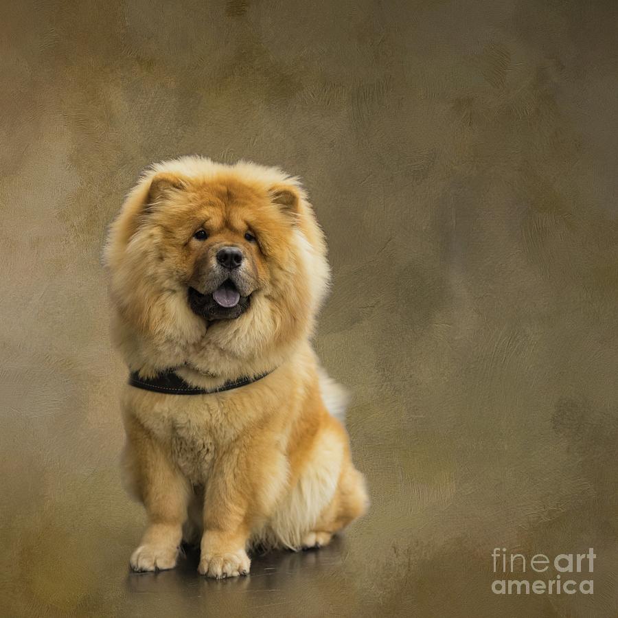 The Chow Chow Photograph by Eva Lechner