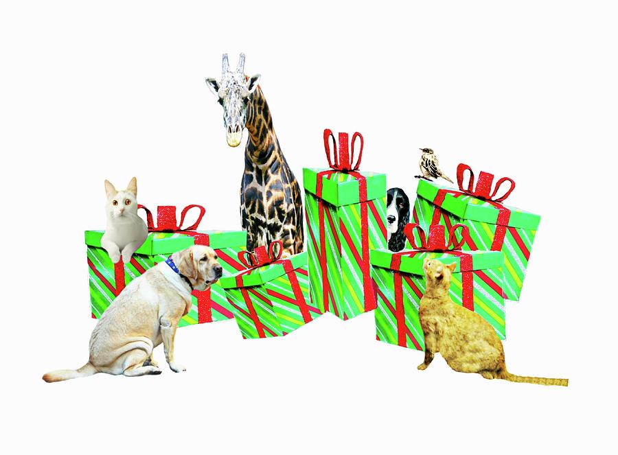 Animal Photograph - The Christmas Crew by Diana Angstadt