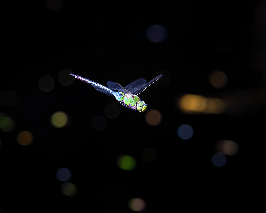 The Christmas Dragonfly Photograph by Mark Andrew Thomas