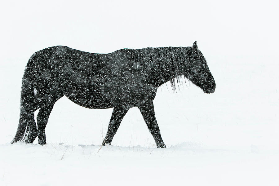 The Christmas Stallion Photograph by Kent Keller - Fine Art America