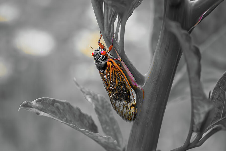 The Cicada - A Tiny Marvel 2 Photograph by Steve Rich - Fine Art America