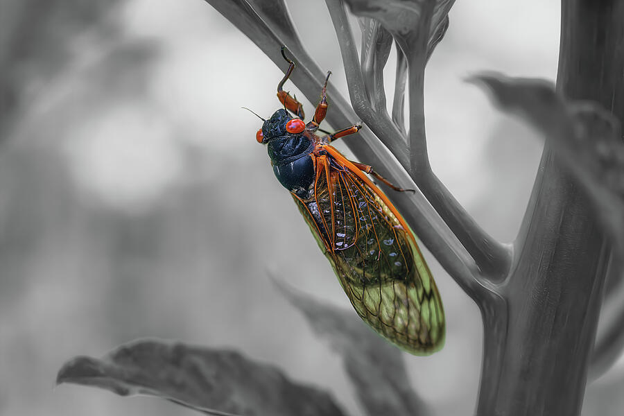 The Cicada - A Tiny Marvel 3 Photograph by Steve Rich - Fine Art America