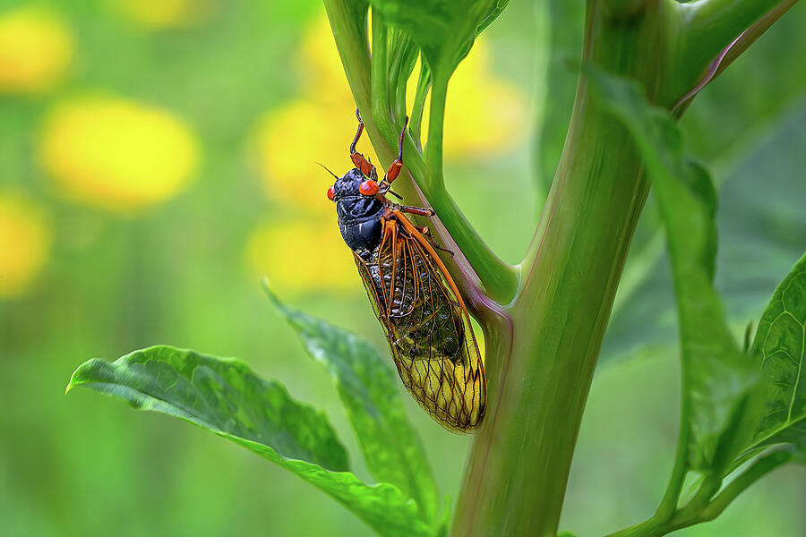 The Cicada - A Tiny Marvel Photograph by Steve Rich - Fine Art America