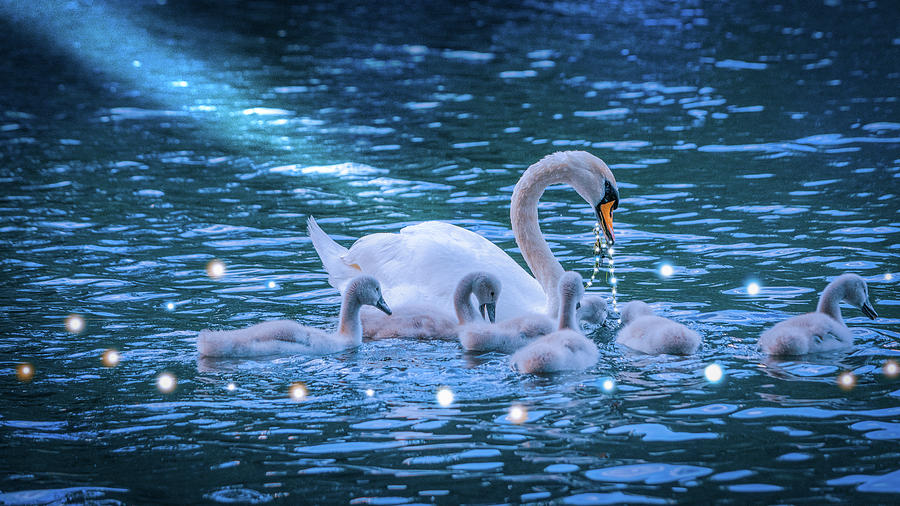 The Circle of Life Swans Photograph by Angela Carrion Photography