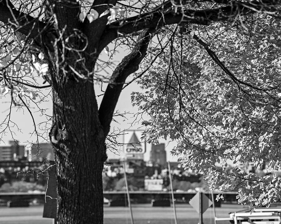 The Citgo Sign Through the Trees Boston MA Charles River Black and White Photograph by Toby McGuire