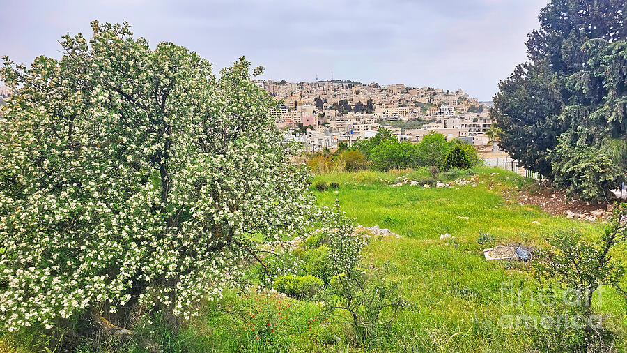 The City of Beit Jala II Photograph by Munir Alawi The City of Beit Jala II Photograph by Munir Alawi