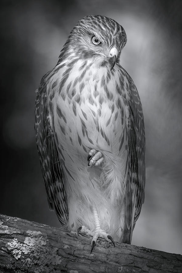 The Classy Hawk Photograph by Mark Andrew Thomas