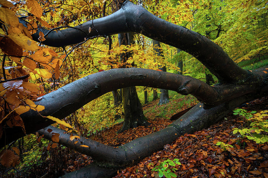 The claw of the forest Photograph by Cosmin Stan