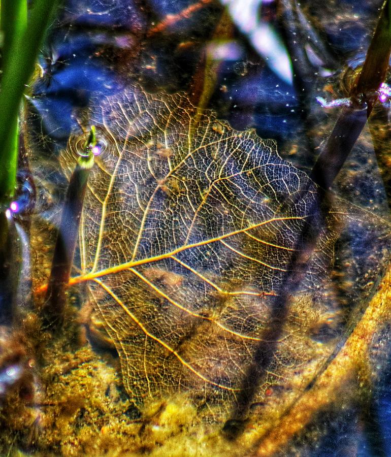 The Clear Leave Photograph by LaDonna McCray