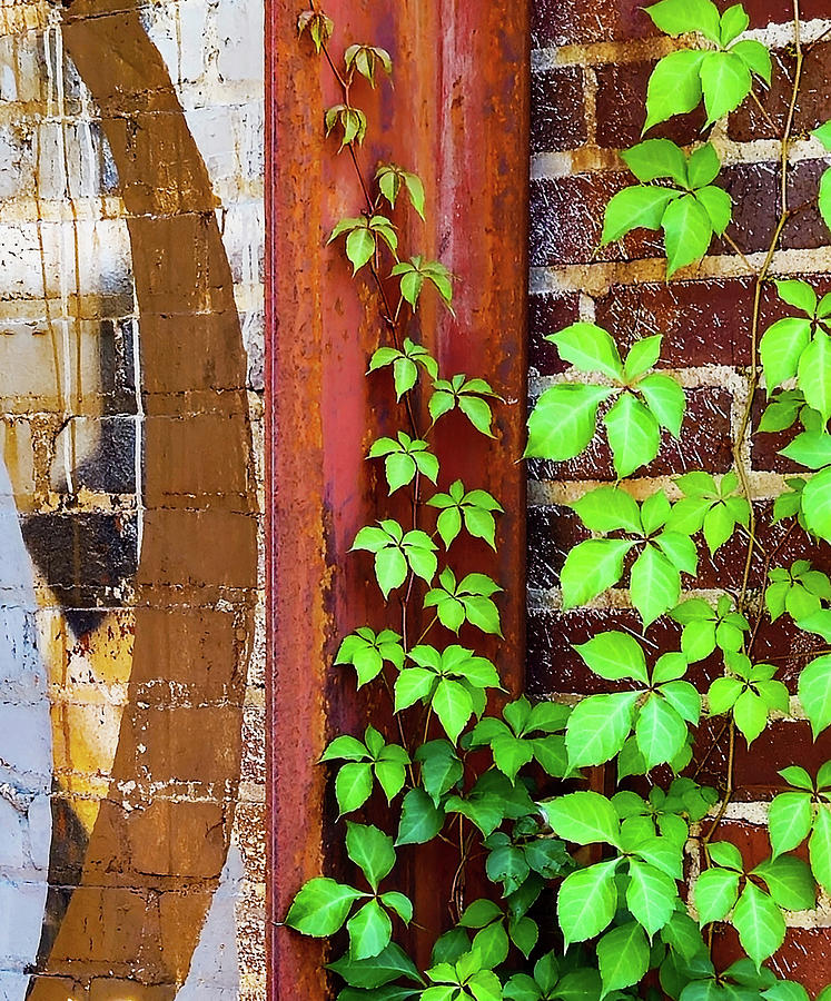 The Climber Photograph by Sharon Williams Eng - Fine Art America