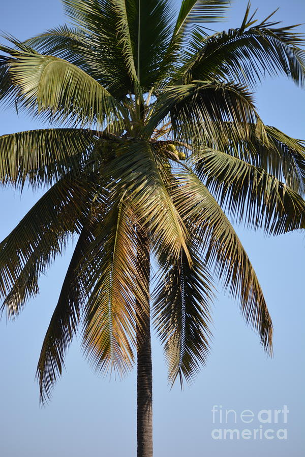 Feather Photograph - The Coconut Tree by Mini Arora