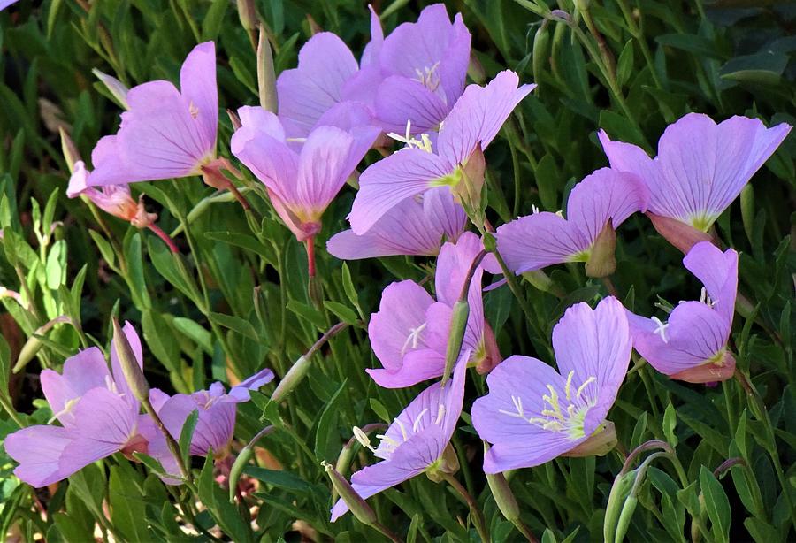 lavender-demystified-backbone-valley-nursery