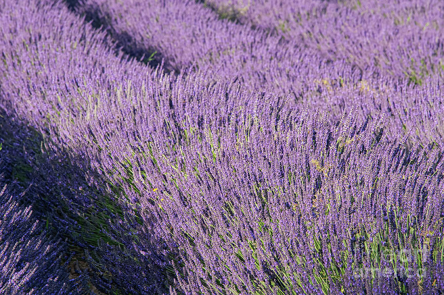 The Color of Lavender Photograph by Bob Phillips