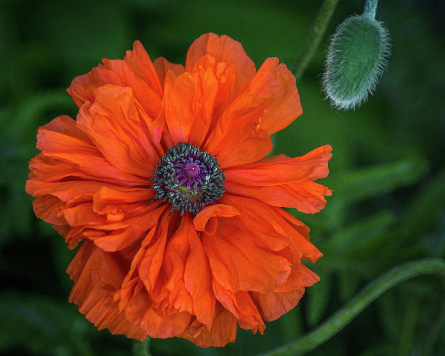 The Color Poppy Photograph by Bill Pevlor