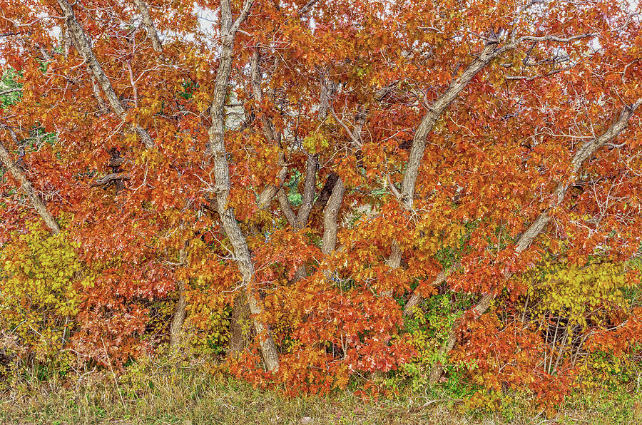 The Color That Preponderates, Scrub Oak, Garden Of The Gods, Colorado