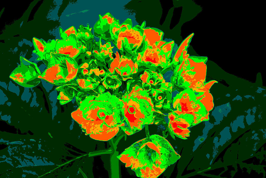 The Colorful Hydrangea Photograph