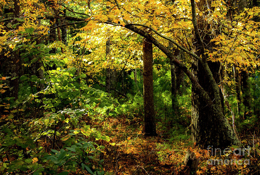 The Colorful Season Photograph by Sharon Mayhak | Fine Art America