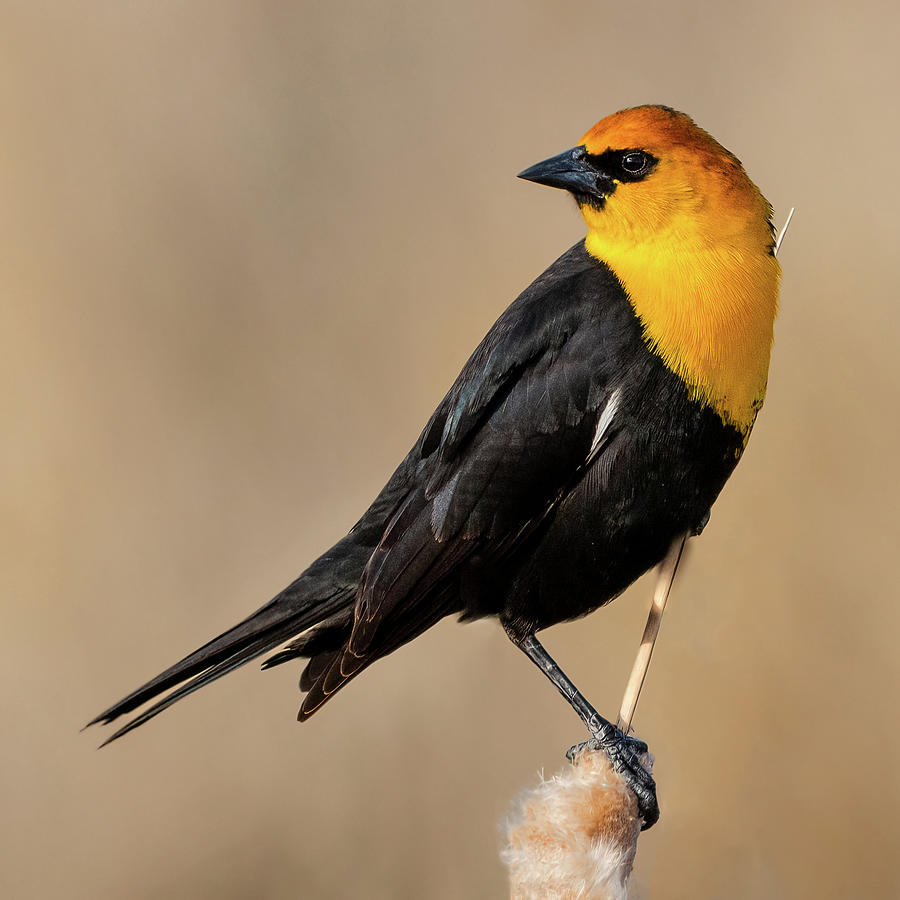 The Colorful Yellow-Crowned Blackbird Photograph by Yeates Photography