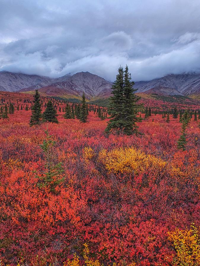The Colors Of Alaska  Photograph by Fiona Kennard