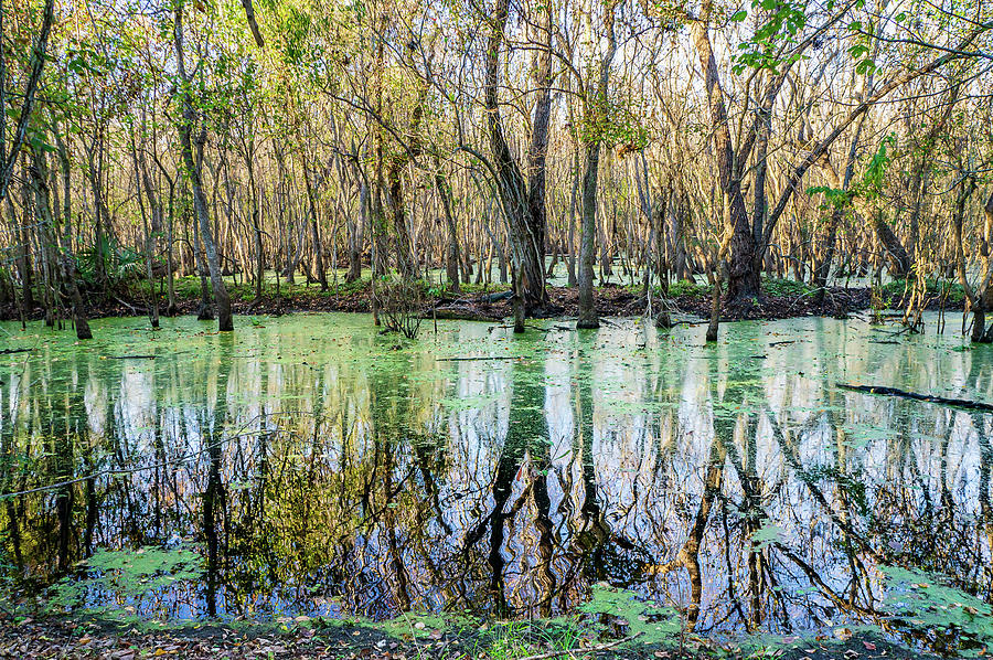 Houston Photograph - The colors of alligator swamp by Ellie Teramoto