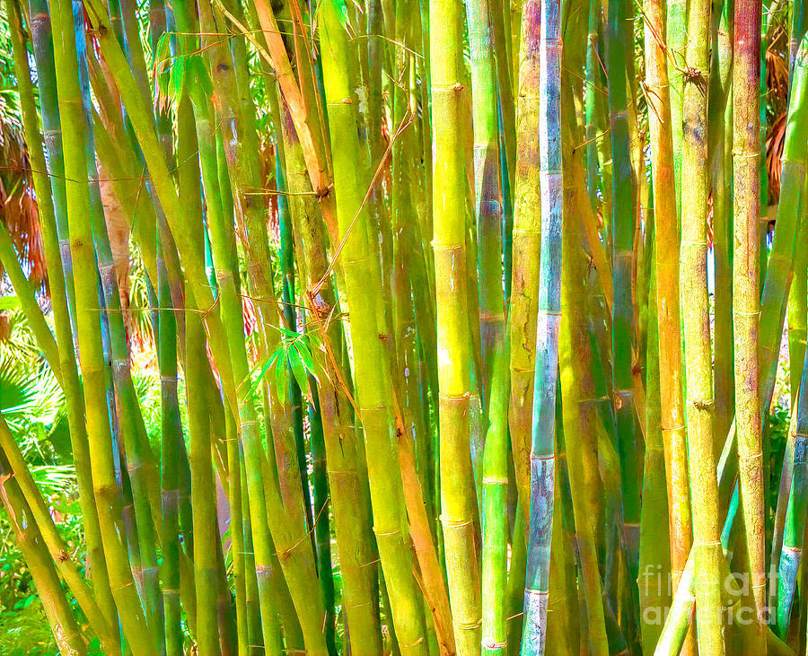 The Colors Of Bamboo Photograph
