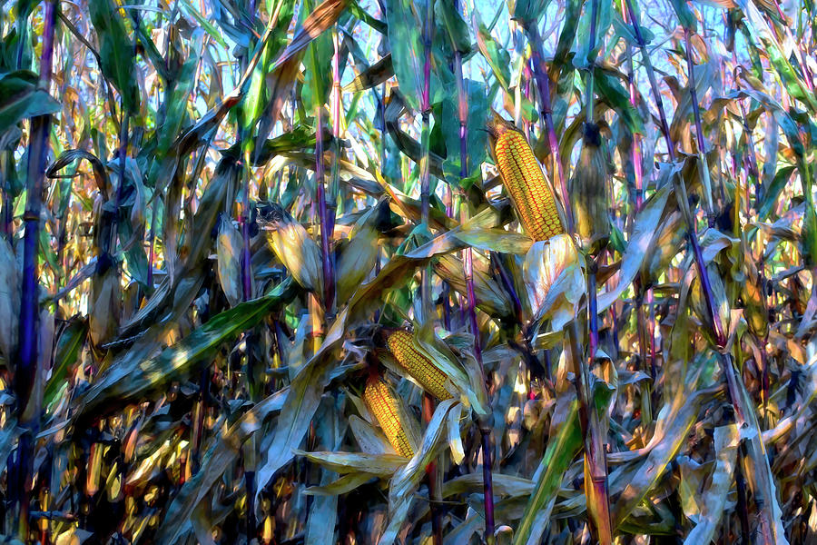 The Colors of Corn Photograph by Wayne King