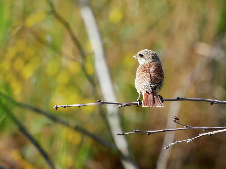 The colors of fall are creeping in. Red-backed shrike Photograph by Jouko Lehto